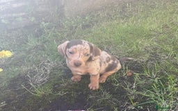 Dachshund dogs for sale: Mini dachshund puppies  - Image 1
