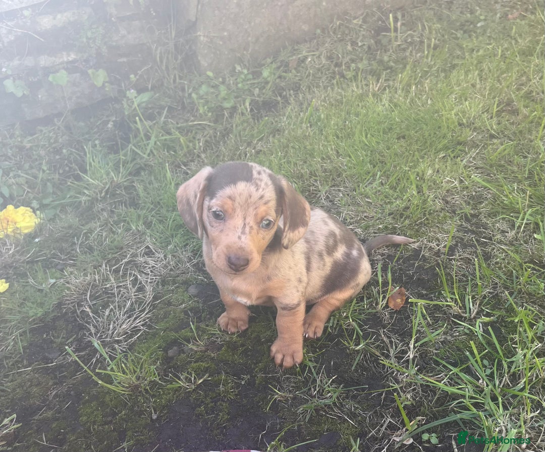 Dachshund dogs for sale: Mini dachshund puppies  - Image 1