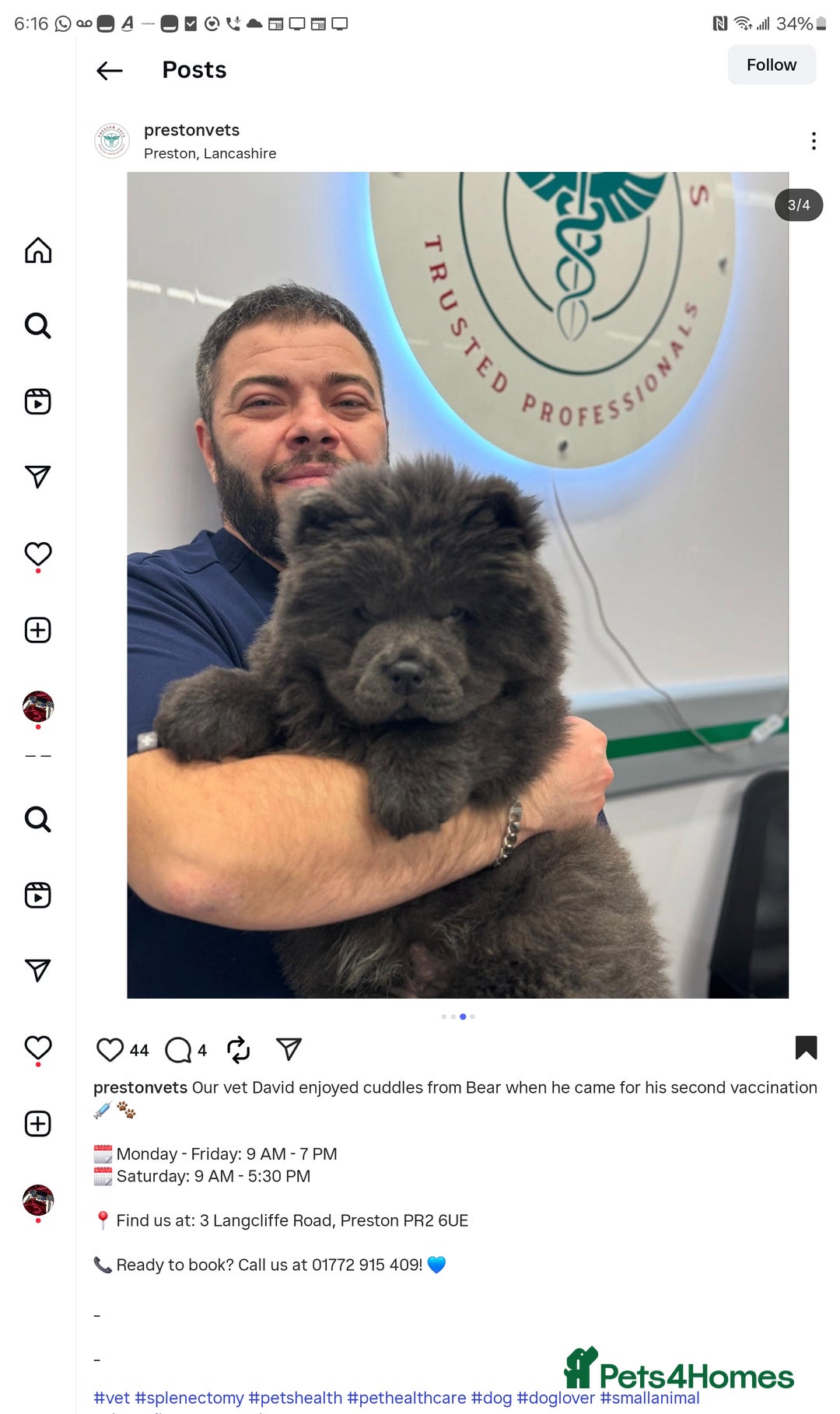 Chow Chow dogs for stud: KC Blue Chow Stud Blue Chow Chow Stud  - Advert 11