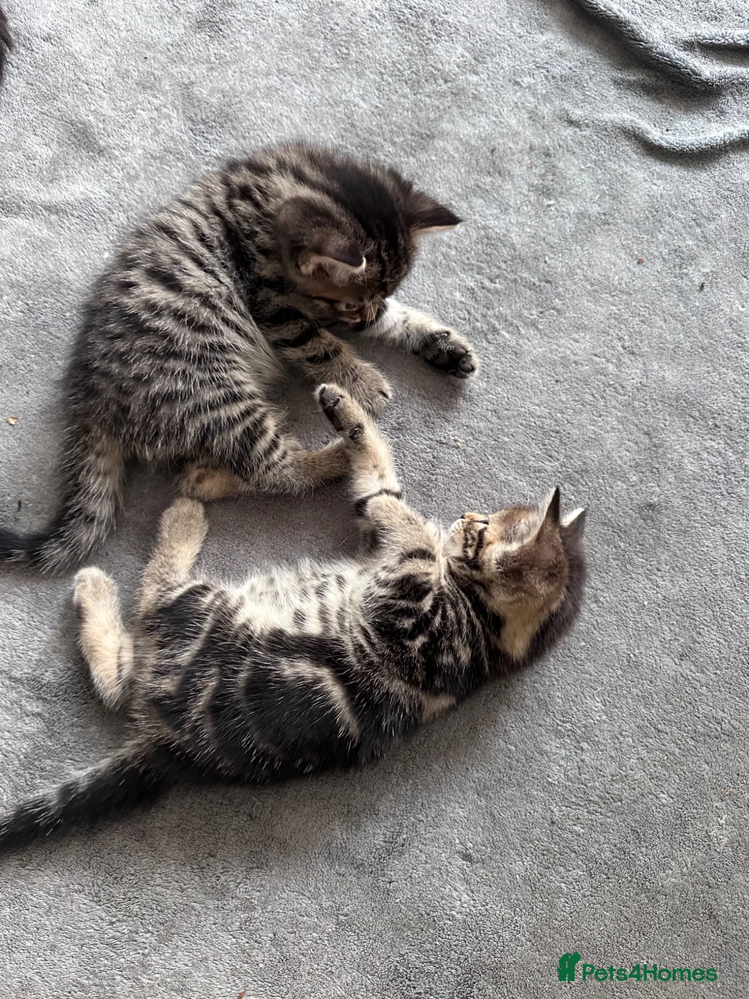 Mixed Breed cats for sale: Russian blue mixed tabby  in High Wycombe - Advert 1