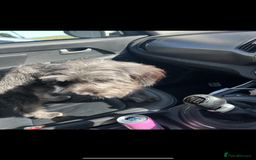 Cockapoo dogs for sale: 1 year old loving girl  - Image 3