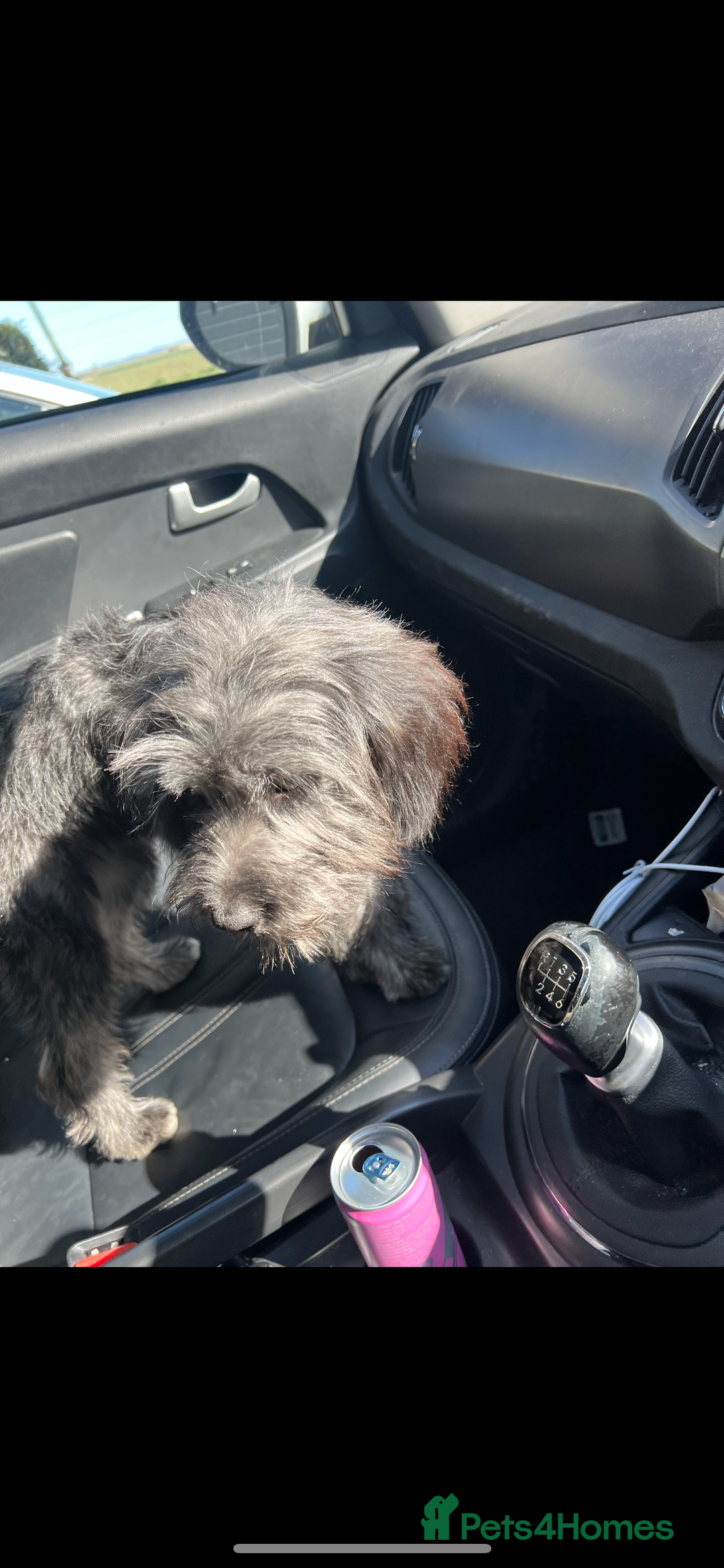 Cockapoo dogs for sale: 1 year old loving girl  - Image 3