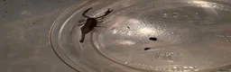 Mixed Breed invertebrates for sale: Mixed invertebrates for sale *see description*  - Advert 8