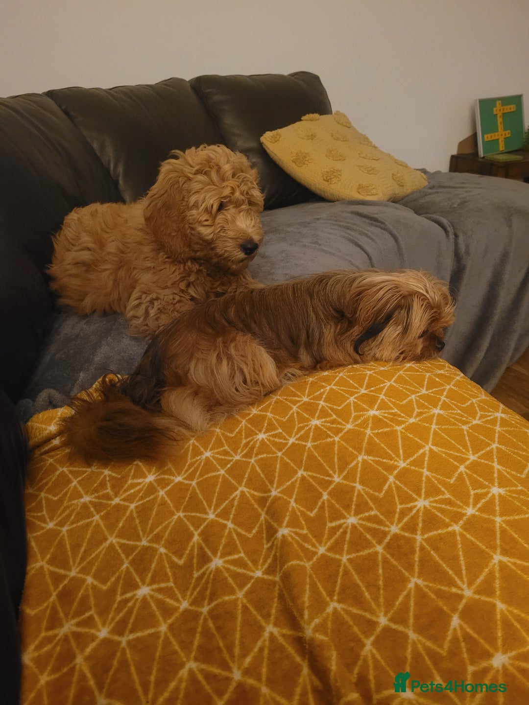 Mixed Breed dogs for sale: Yorkie cross seeks permanent home - Advert 2