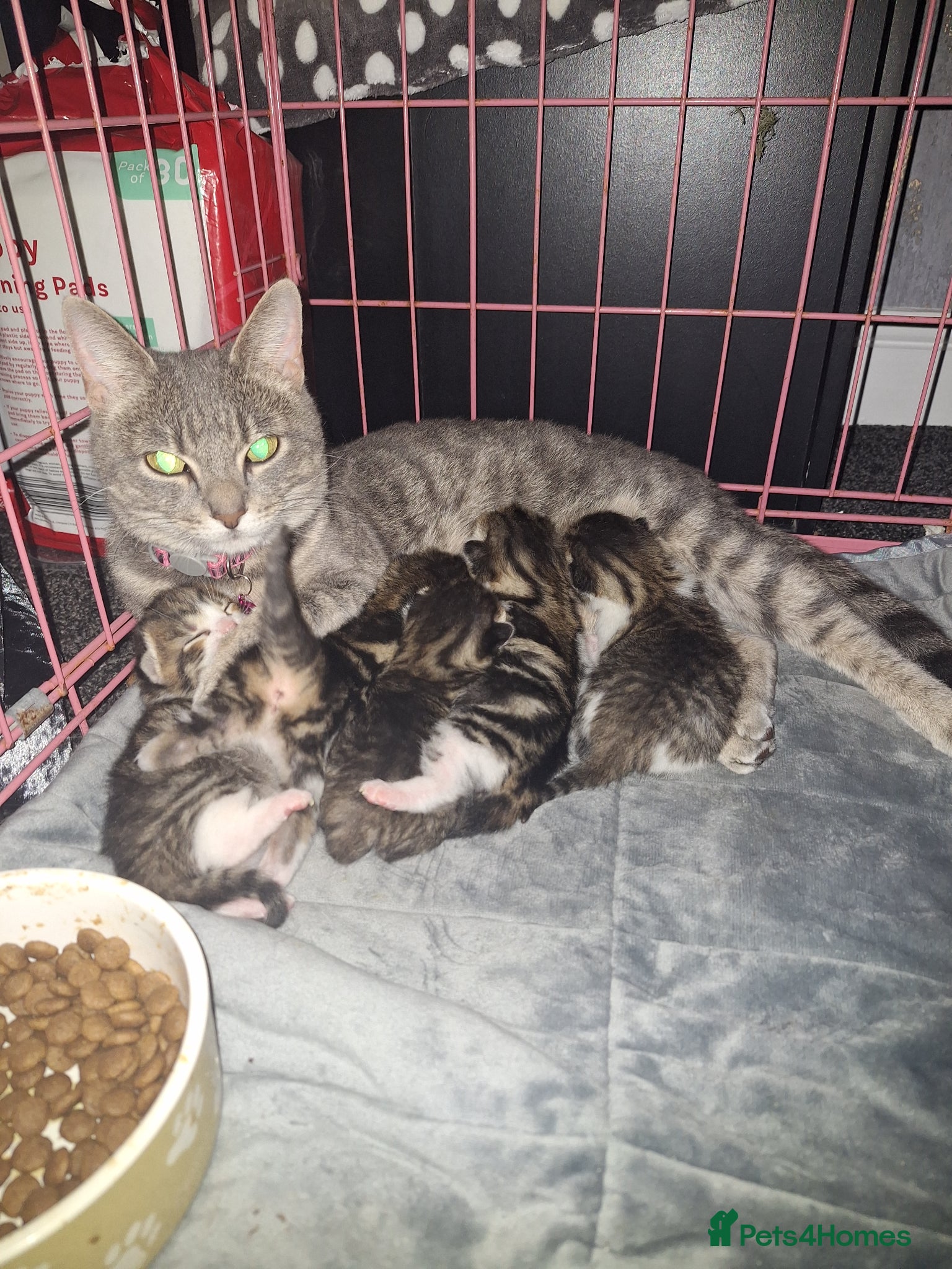 Bengal cats Gorgeous bengal mix babies - Advert 1