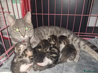 Bengal cats Gorgeous bengal mix babies - Advert 1