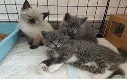 British Shorthair cats for sale: British Shorthair Kittens - Image 1