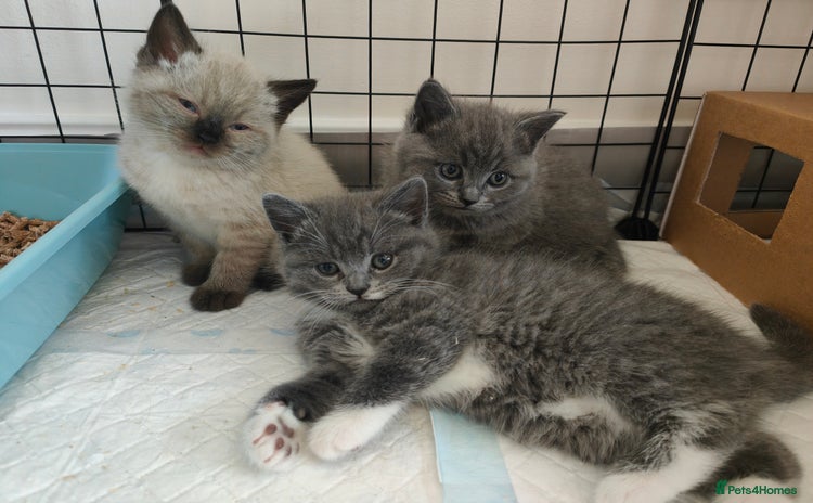British Shorthair cats - Advert 3