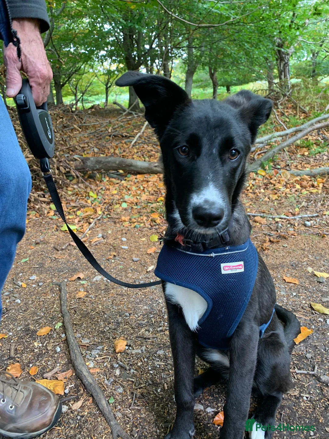 Mixed Breed dogs for adoption: MEET LOVELY FIG in Tonbridge - Advert 4