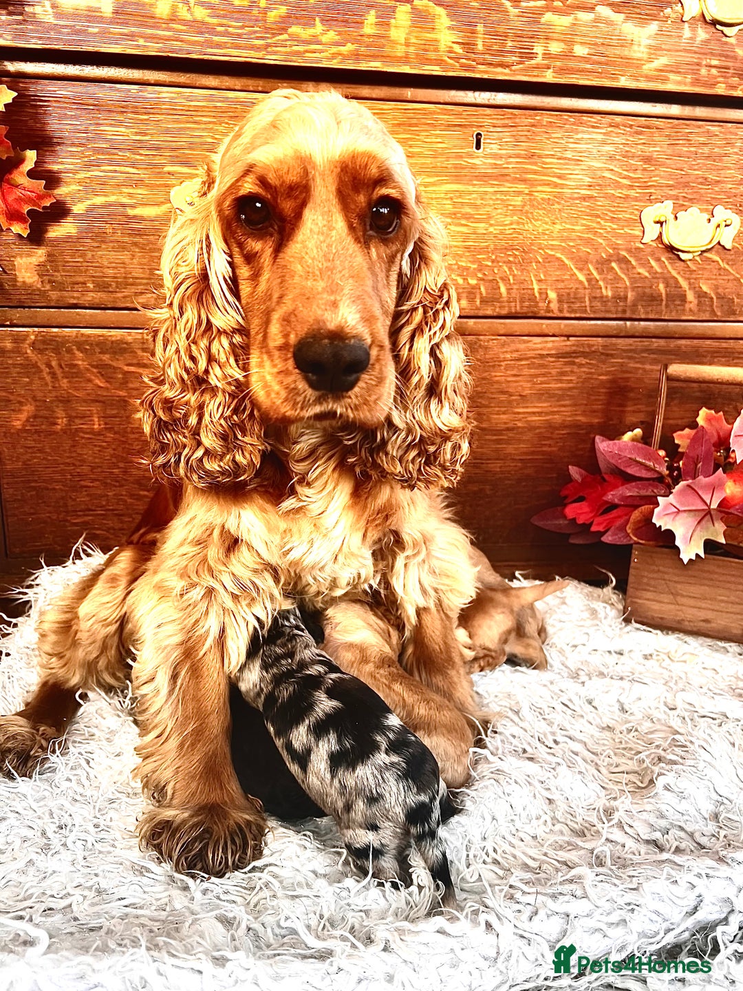 Cockapoo dogs for sale: Quality Cockapoo Puppies Blue Merle / Golden  - Advert 16