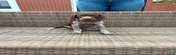 German Shorthaired Pointer dogs for sale: Beautiful KC GSP Puppies - Advert 7