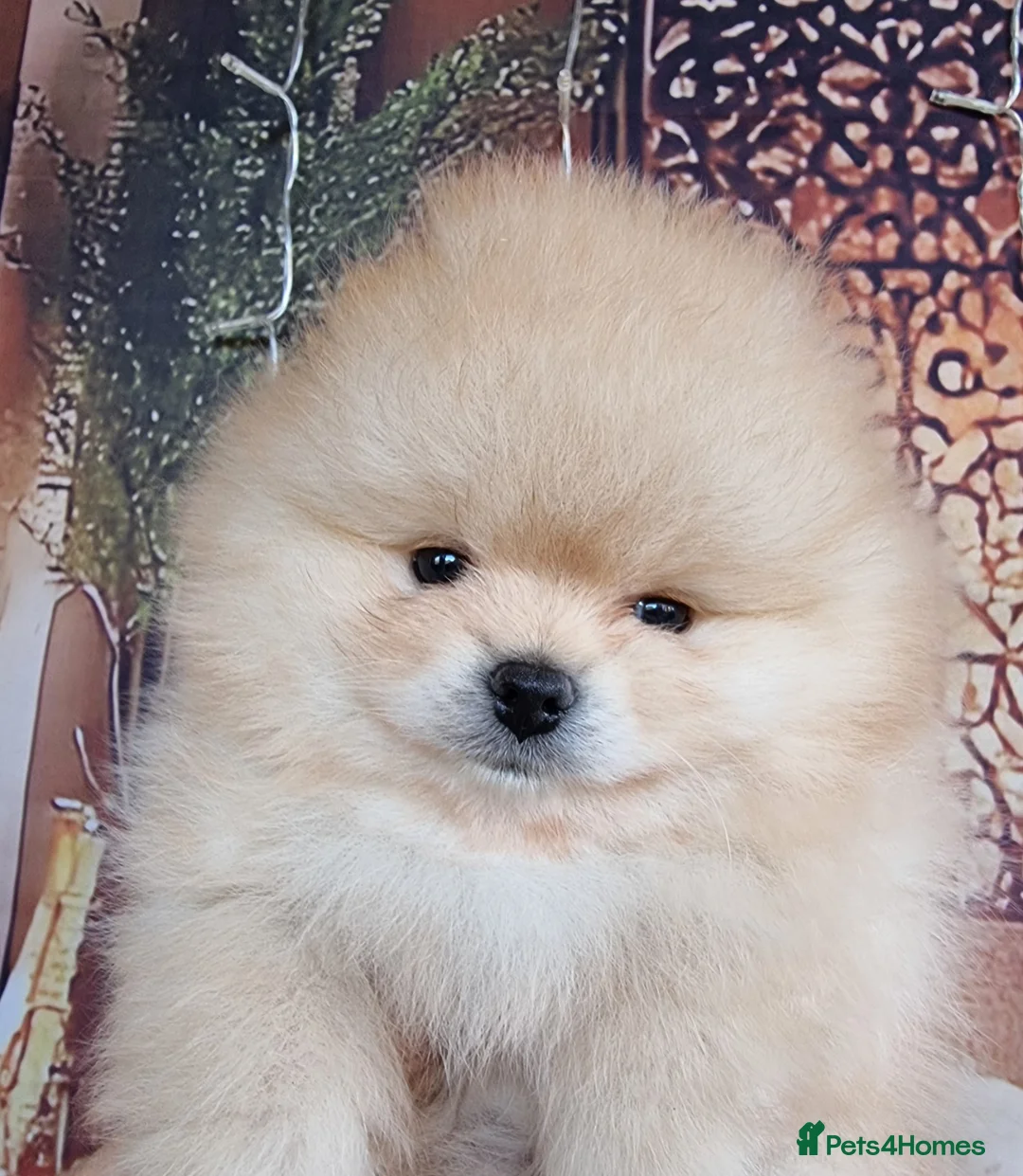 Pomeranian dogs for sale: Luxury Pomeranian Puppies for sale!!! - Advert 8