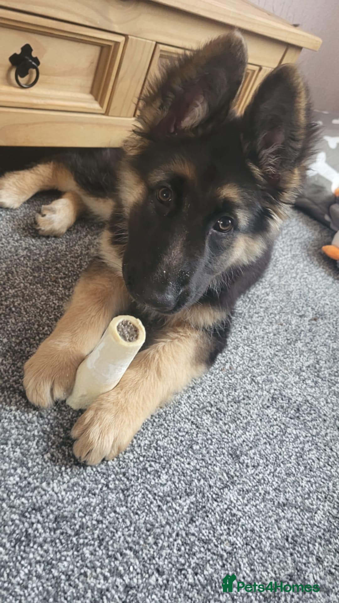 German Shepherd dogs for sale: Gorgeous German Shepard puppy - Advert 7