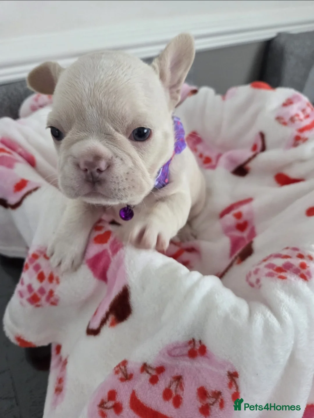 French Bulldog dogs for sale: Beautiful Frenchie puppies - Advert 20