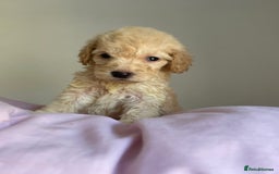 Cockapoo dogs for sale: Cockapoo puppies  - Image 16