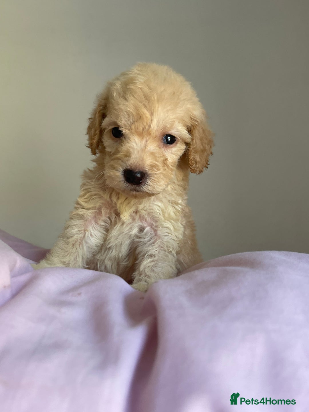 Cockapoo dogs for sale: Cockapoo puppies  - Image 16