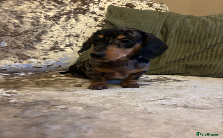 Miniature Dachshund dogs - Advert 1