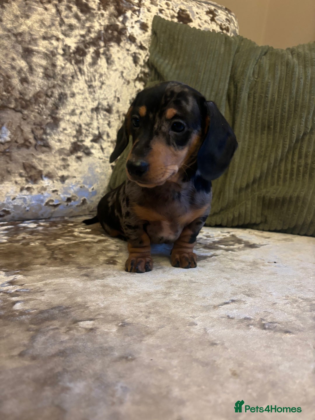 Miniature Dachshund dogs for sale: Miniature dachshund puppies - Advert 1