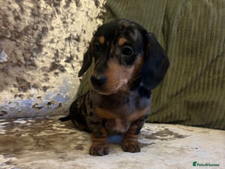 Miniature Dachshund dogs - Advert 3