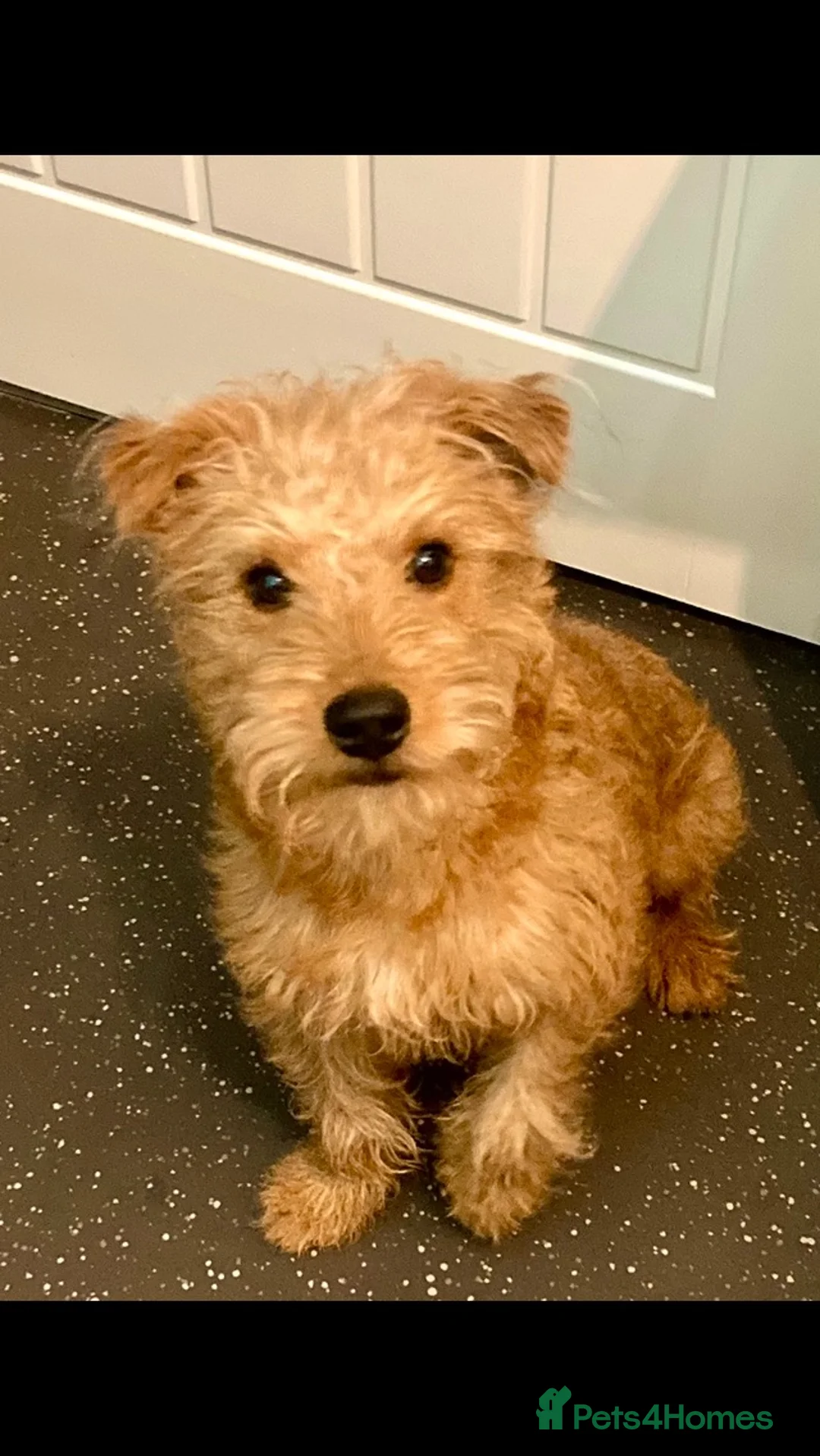 Lakeland Terrier dogs for sale: Vicki  in Solihull - Advert 1