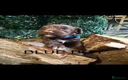 Cockapoo dogs for sale: F1 Cockapoo ( health tested parents) - Image 7