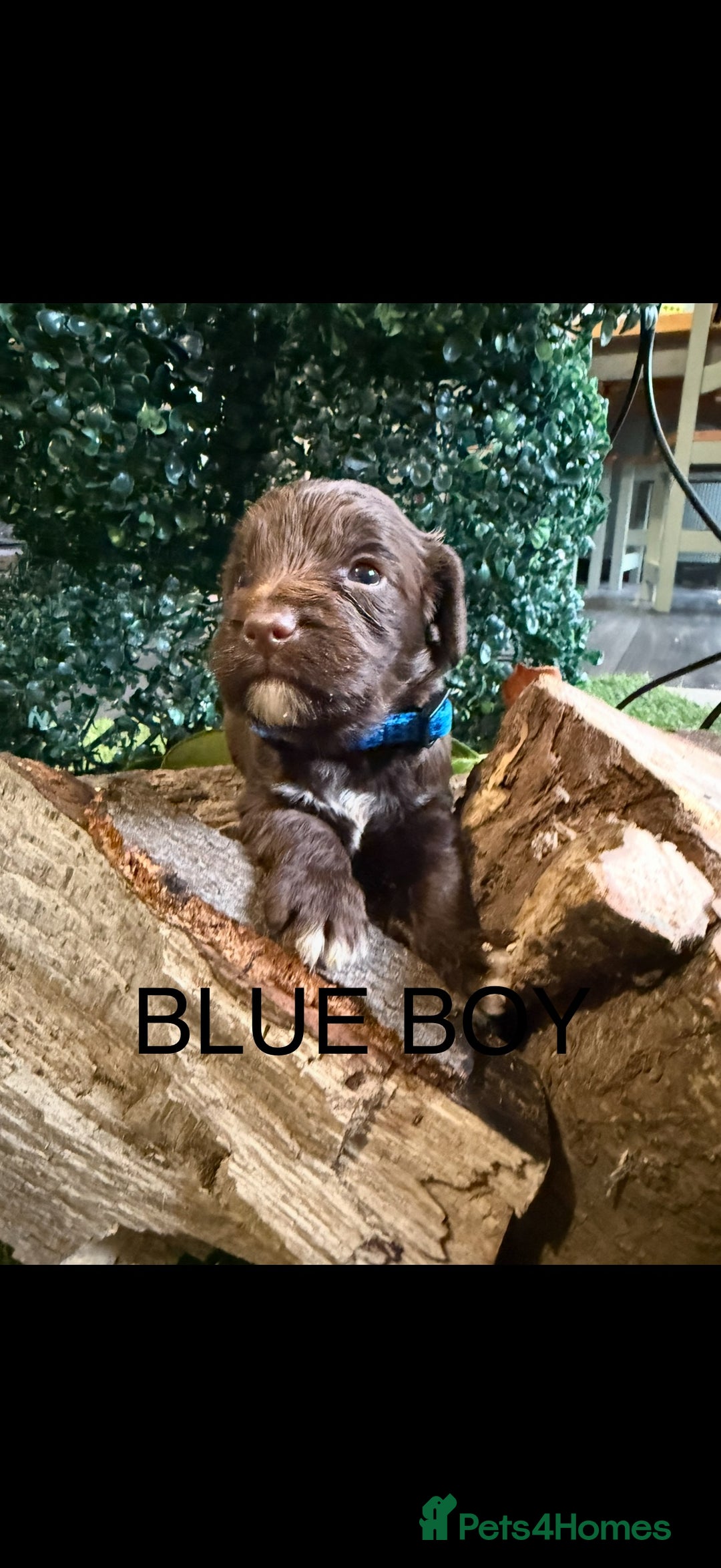 Cockapoo dogs for sale: F1 Cockapoo ( health tested parents) - Image 7