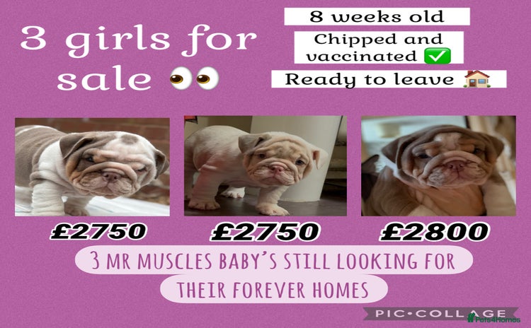 English Bulldog dogs - Advert 1