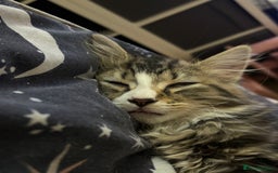 Mixed Breed cats for sale: Siberian mix kitten - Image 5