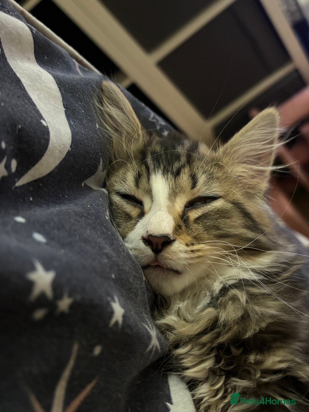 Mixed Breed cats for sale: Siberian mix kitten - Image 5
