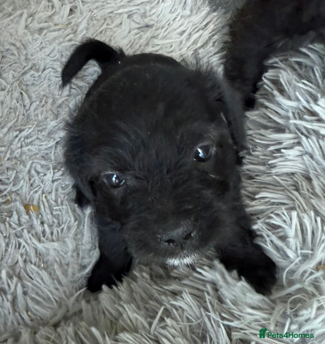 Glen of Imaal Terrier dogs for sale: Rare and beautiful  - Image 5