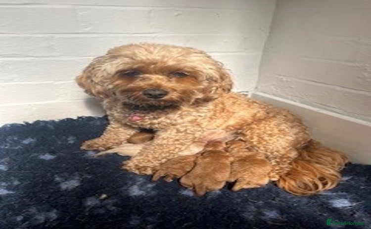 Cavapoo dogs - Advert 4