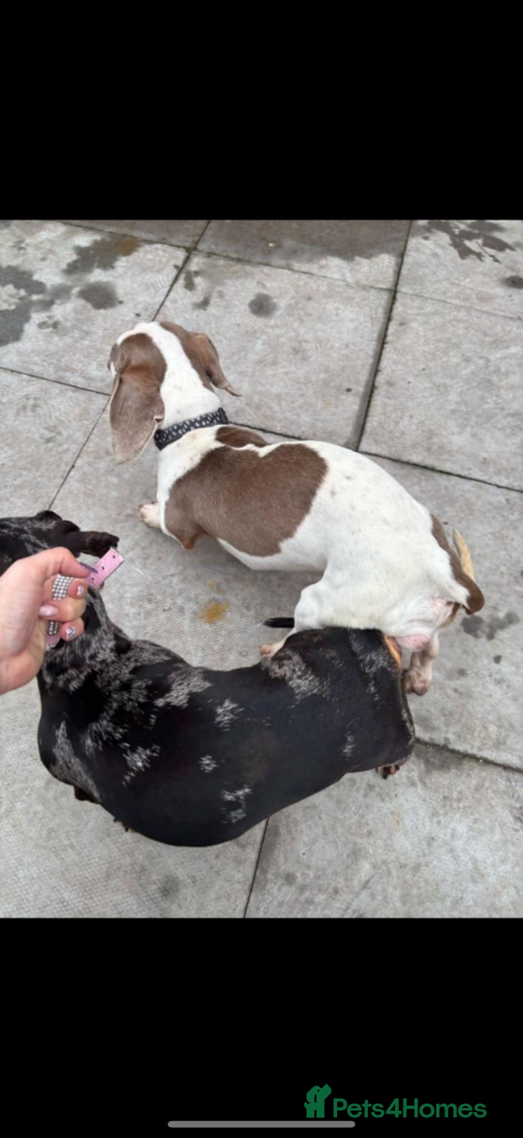 Miniature Dachshund dogs for sale: Dapple miniature dachshund puppy - Image 2