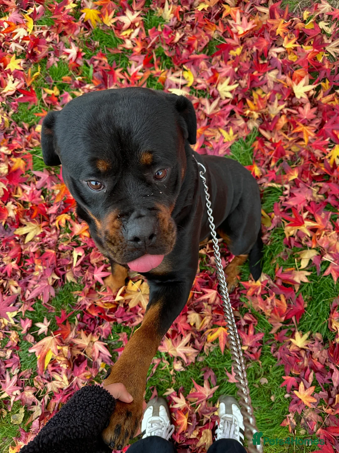 Rottweiler dogs for stud: Mountain Rottweiler - Advert 4