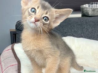 Abyssinian cats 💙 Two Blue Male Abyssinian Kittens Available 💙 - Advert 13