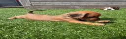 Jackshund dogs for sale: 🐾 Adorable Chiweenie Puppies - Advert 4
