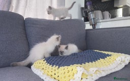 Ragdoll cats for sale: GCCF SEALPOINT RAGDOLL KITTENS - Image 7
