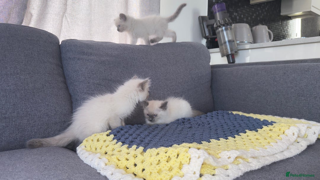 Ragdoll cats for sale: GCCF SEALPOINT RAGDOLL KITTENS - Image 7