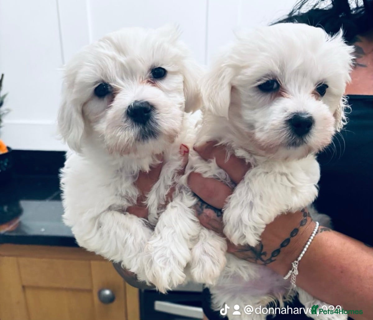 Mixed Breed dogs Teddy bear 🧸 Maltese x coton de tular  pups  - Advert 10