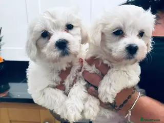 Mixed Breed dogs Teddy bear 🧸 Maltese x coton de tular pups - Advert 10