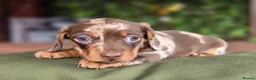 Miniature Dachshund dogs for sale: Pedigree miniature dachshund  - Advert 14