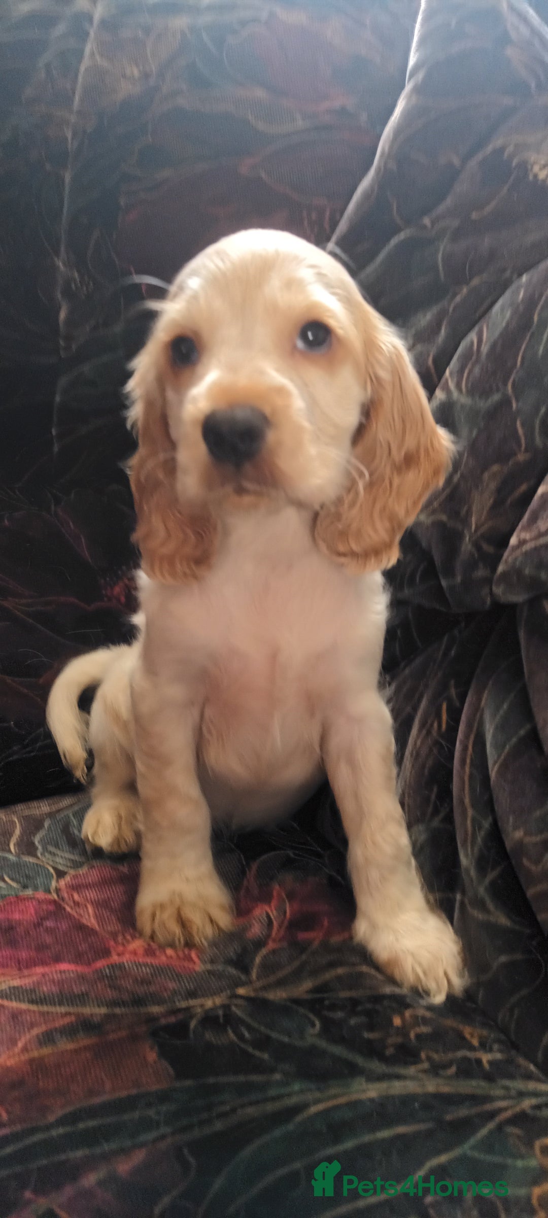 Cocker Spaniel dogs for sale: 5 gorgeous show type cocker spaniel puppies  - Image 6