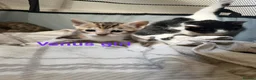 Bengal cats for sale: Bengal / Norwegian forest - Advert 32