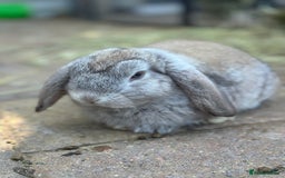 Mini Lop rabbits for sale: 4 x Beautiful Mini Lops for sale - Image 8