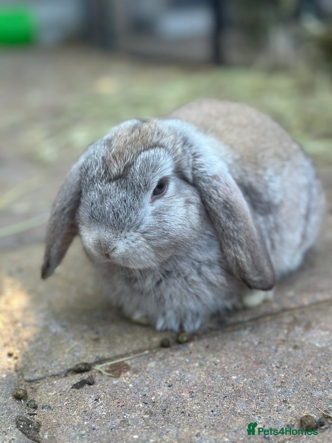 Mini Lop rabbits for sale: 4 x Beautiful Mini Lops for sale - Image 8