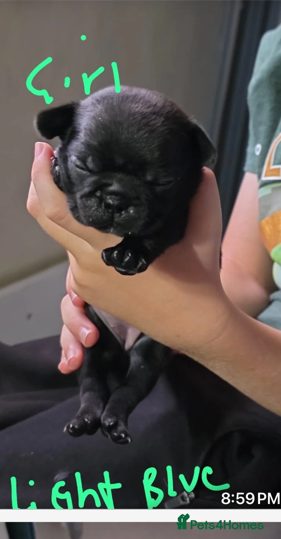 Frug dogs for sale: We have a stunning litter of frugs  in Wrexham - Advert 8