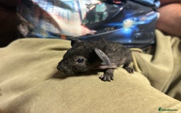 Guinea Pig rodents for sale: 4 Skinny Pig/werewolf Boars  in Doncaster - Image 4