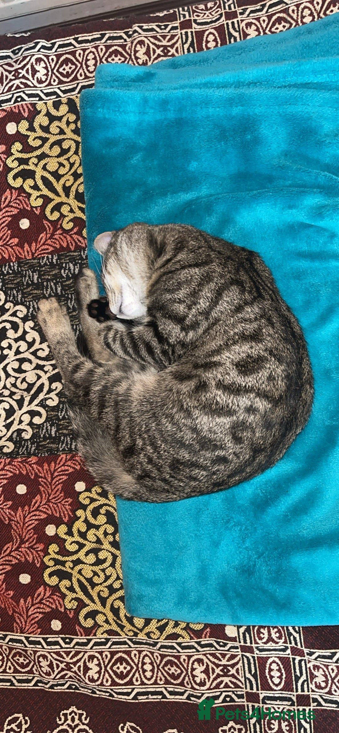 Mixed Breed cats for sale: Beautiful Tabby looking kitty - Advert 6