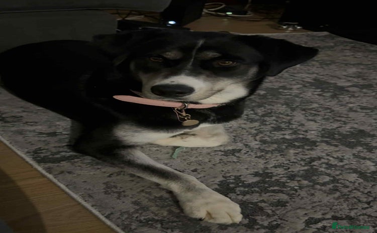 Mixed Breed dogs - Advert 2