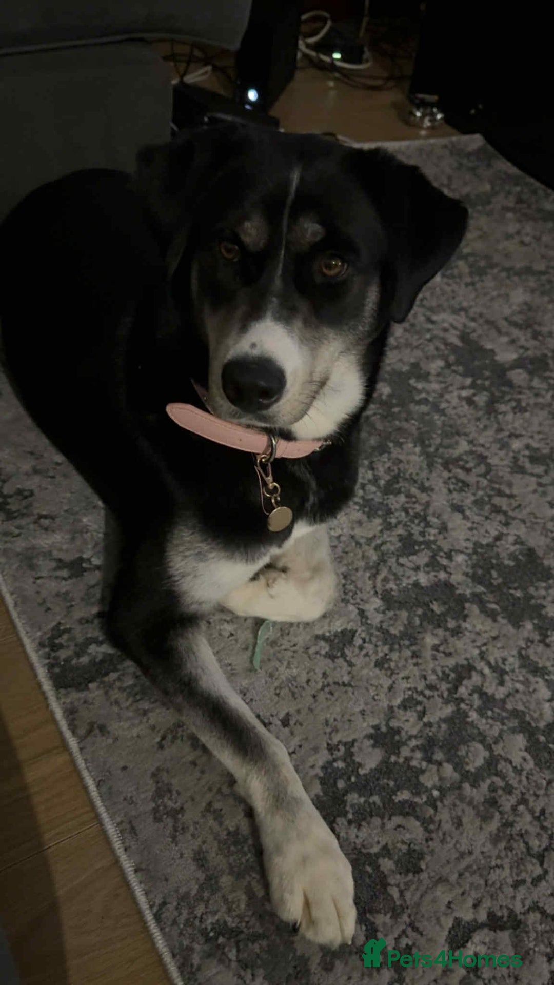Mixed Breed dogs for sale: Mixed breed - Image 1