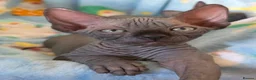Sphynx cats for sale: ✨ Exceptional Sphynx Kittens Available ✨ - Advert 33